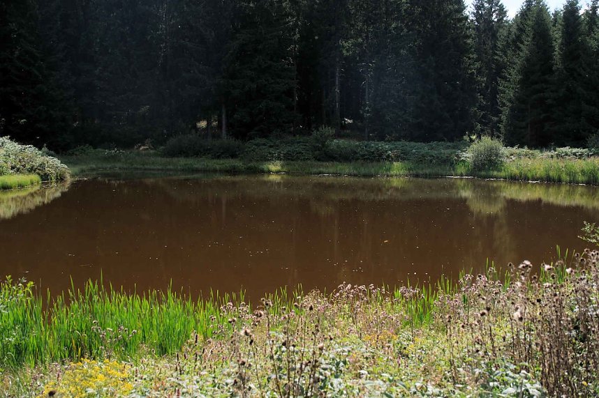Peter Blei unterwegs im Birkenmoor