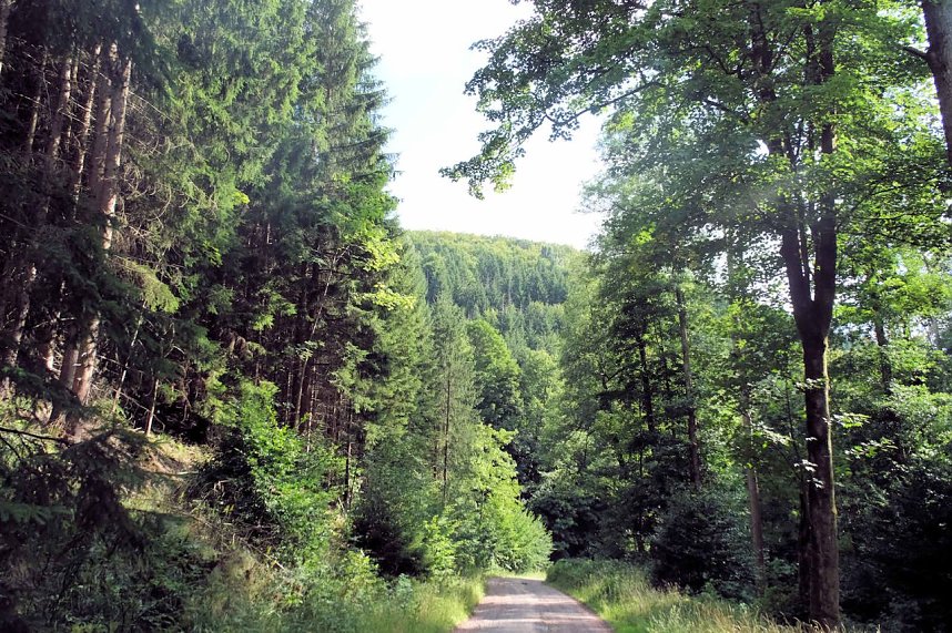 Peter Blei unterwegs im Birkenmoor