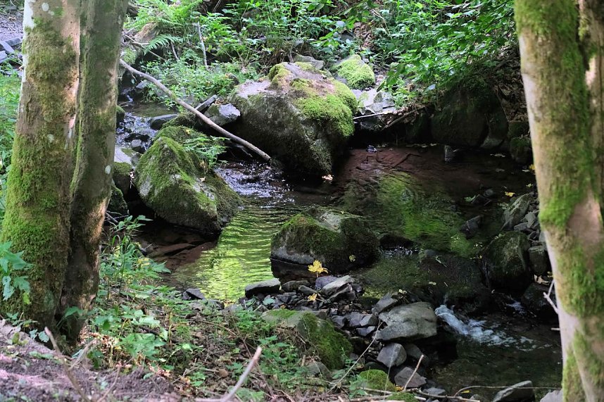 Peter Blei unterwegs im Birkenmoor