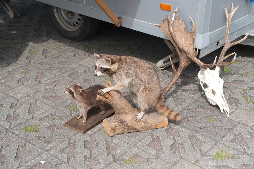 Scheinenhof-Fest mit Hobby Horsing