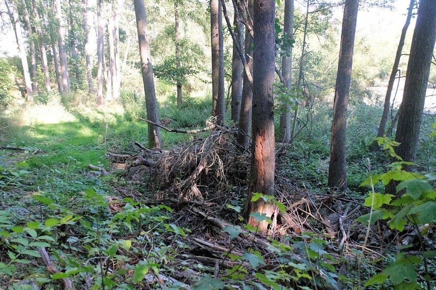 Peter Blei unterwegs am Wiesenteich