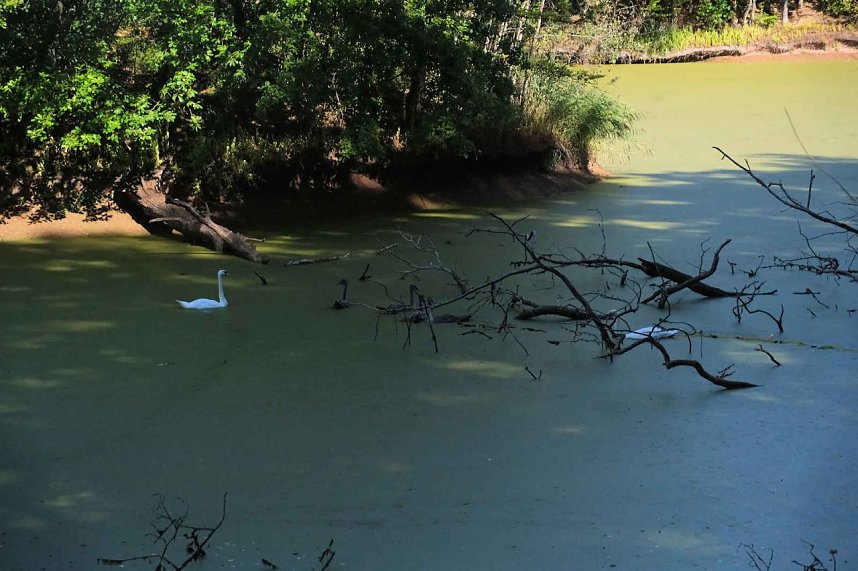 Peter Blei unterwegs am Wiesenteich