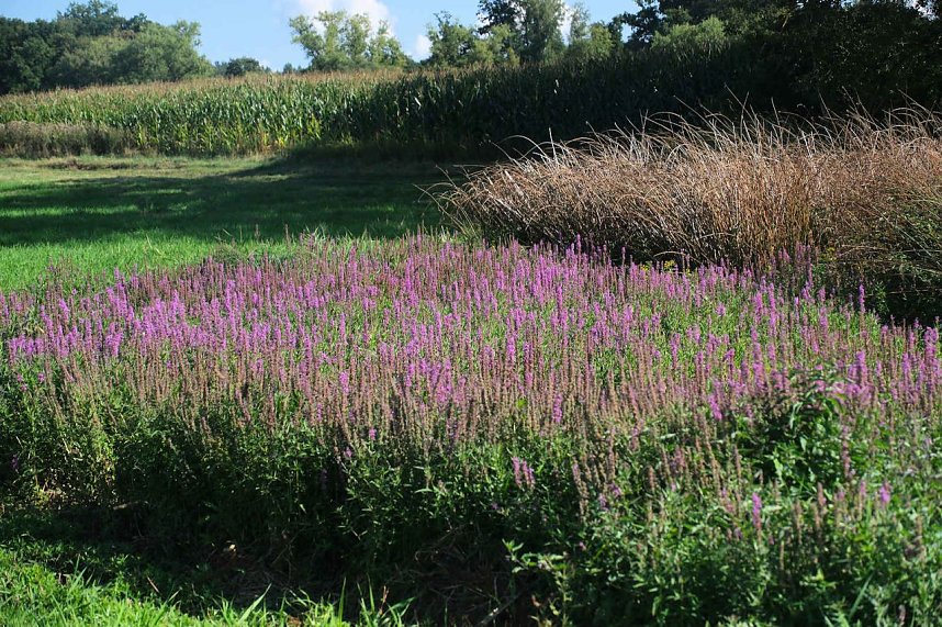 Peter Blei unterwegs am Wiesenteich