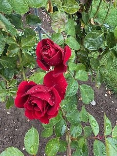 Die Herzsportgruppe machte sich auf den Weg nach Nebra und zu duftenden Rosen