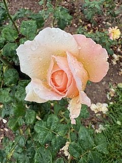 Die Herzsportgruppe machte sich auf den Weg nach Nebra und zu duftenden Rosen