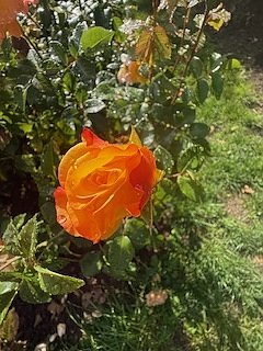 Die Herzsportgruppe machte sich auf den Weg nach Nebra und zu duftenden Rosen