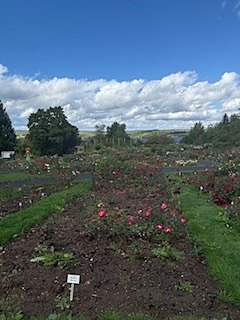 Die Herzsportgruppe machte sich auf den Weg nach Nebra und zu duftenden Rosen