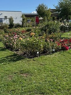 Die Herzsportgruppe machte sich auf den Weg nach Nebra und zu duftenden Rosen