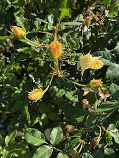 Die Herzsportgruppe machte sich auf den Weg nach Nebra und zu duftenden Rosen