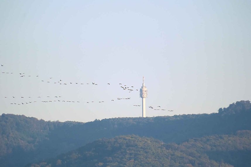 Peter Blei unter Kranichen