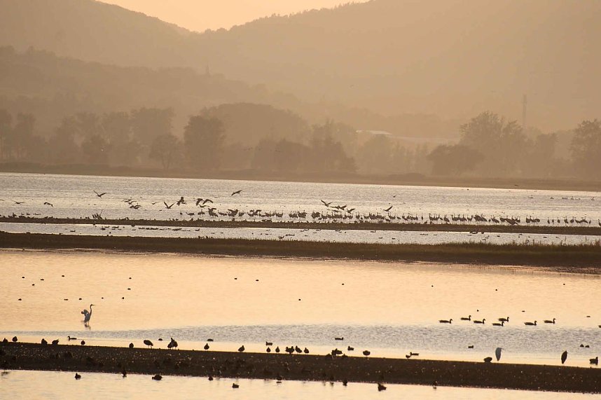 Peter Blei unter Kranichen