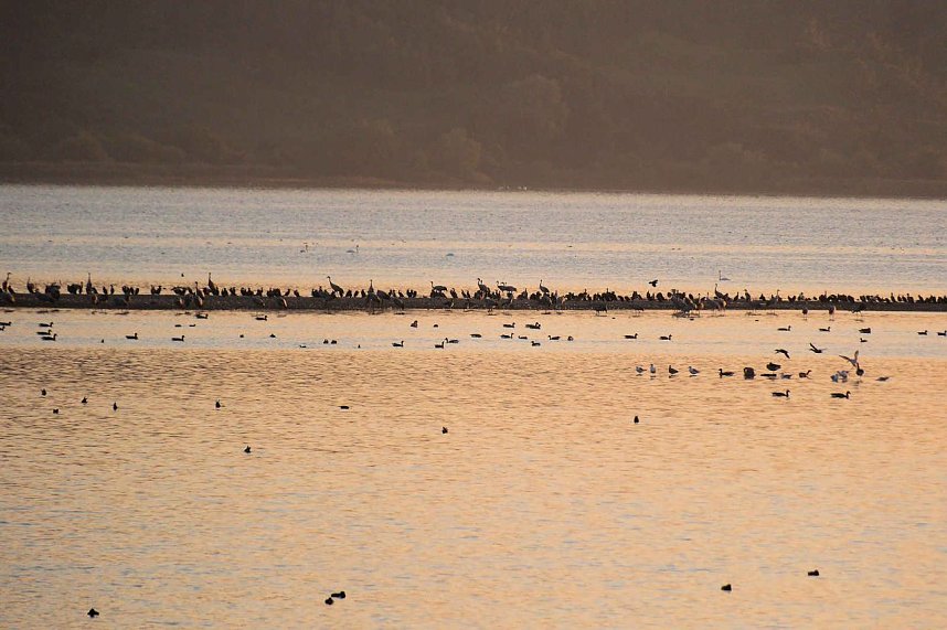 Peter Blei unter Kranichen