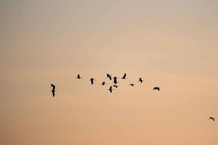 Peter Blei unter Kranichen