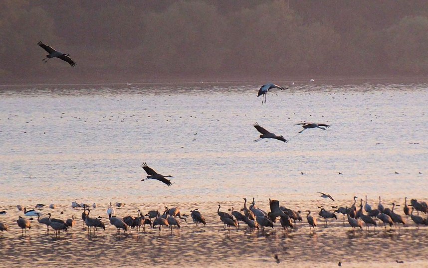 Peter Blei unter Kranichen