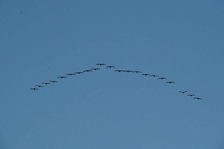 Peter Blei unter Kranichen