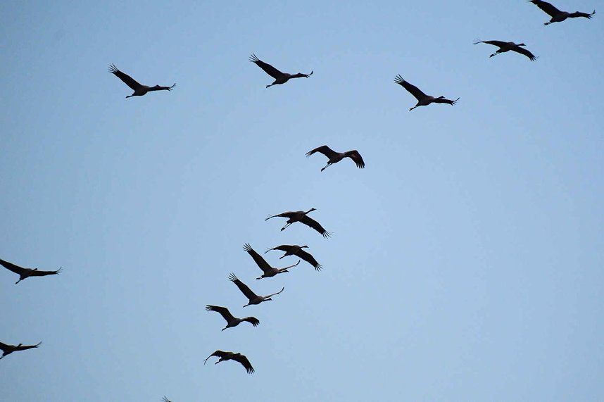 Peter Blei unter Kranichen