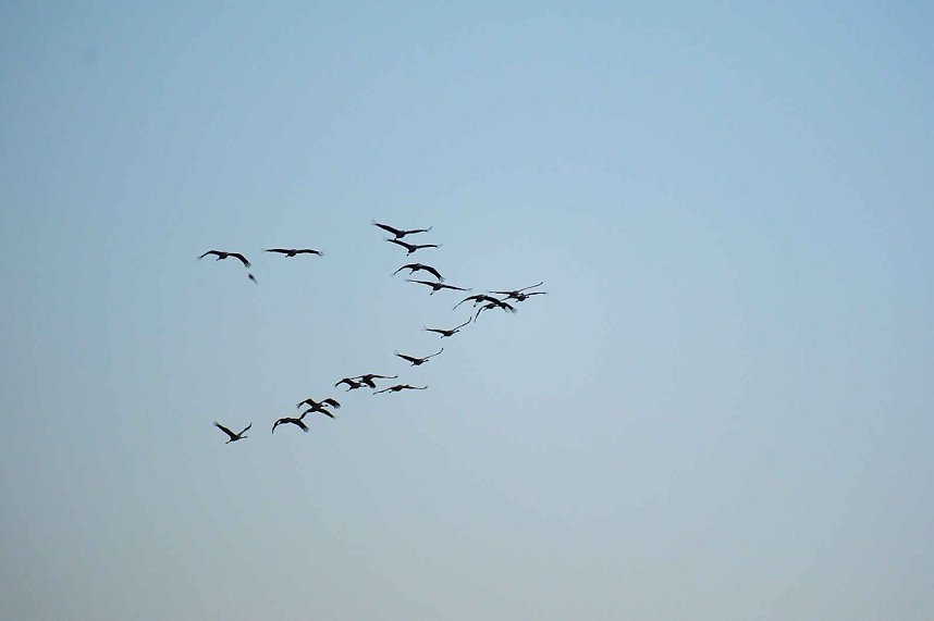 Peter Blei unter Kranichen