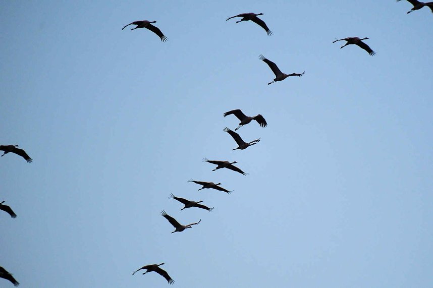 Peter Blei unter Kranichen