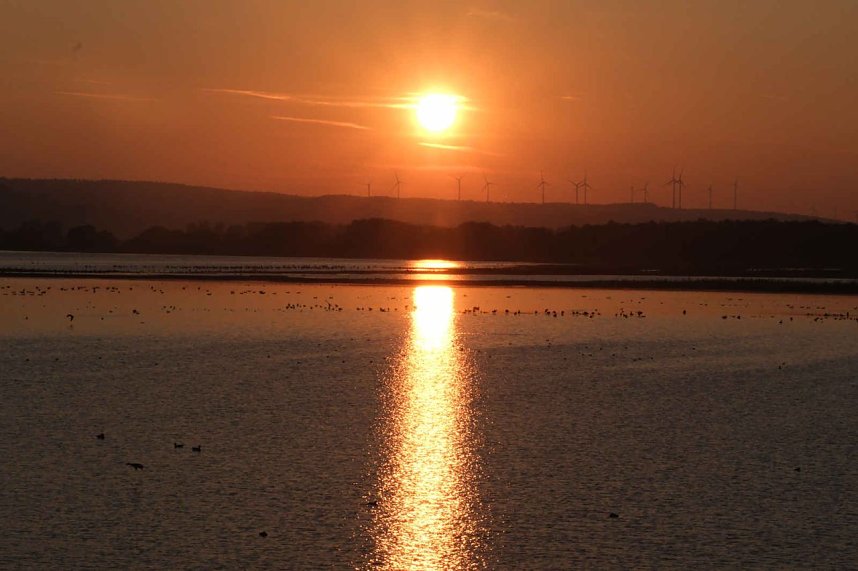 Peter Blei unter Kranichen