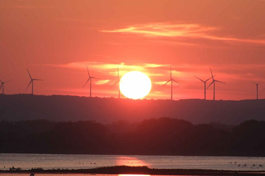 Peter Blei unter Kranichen