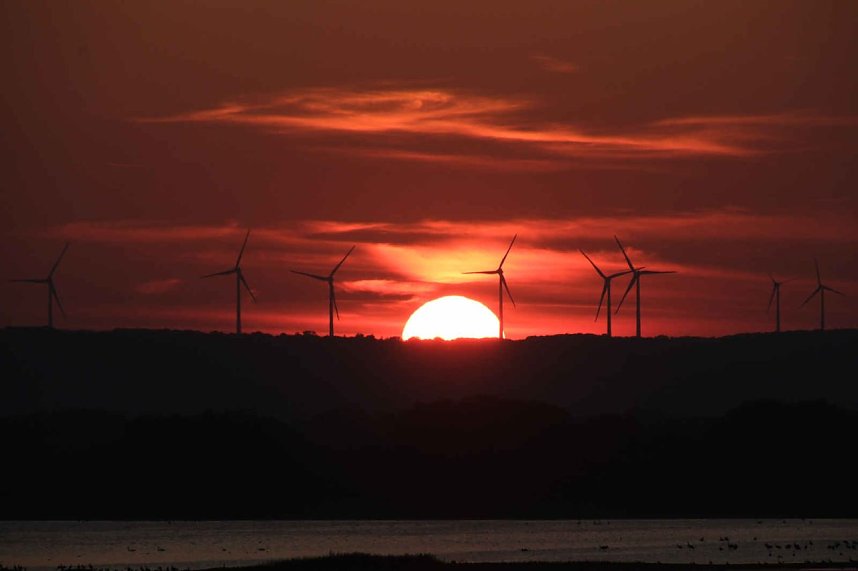 Peter Blei unter Kranichen