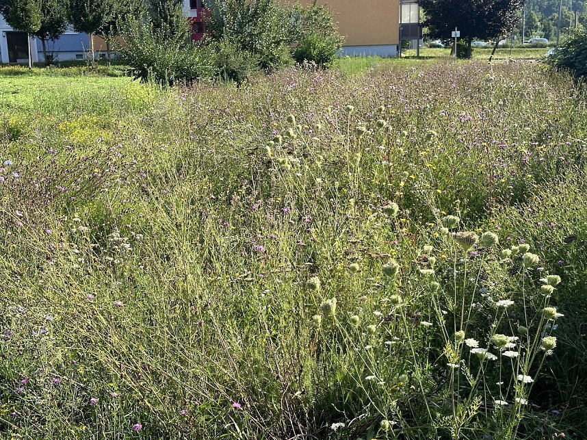 Aktive Wohnungsbaugenossenschaft in Nordhausen