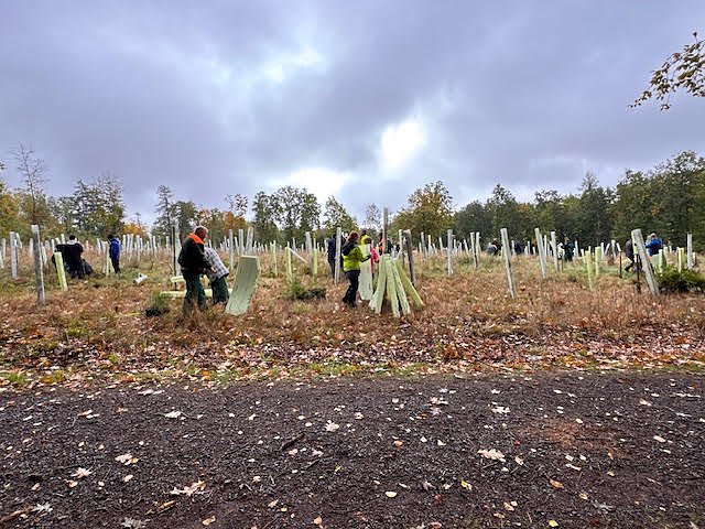 Baumpflanzungen im Stadtwald