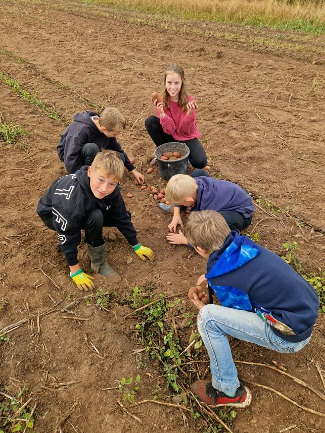 Kartoffelernte der Grundsch&uuml;ler in Werther