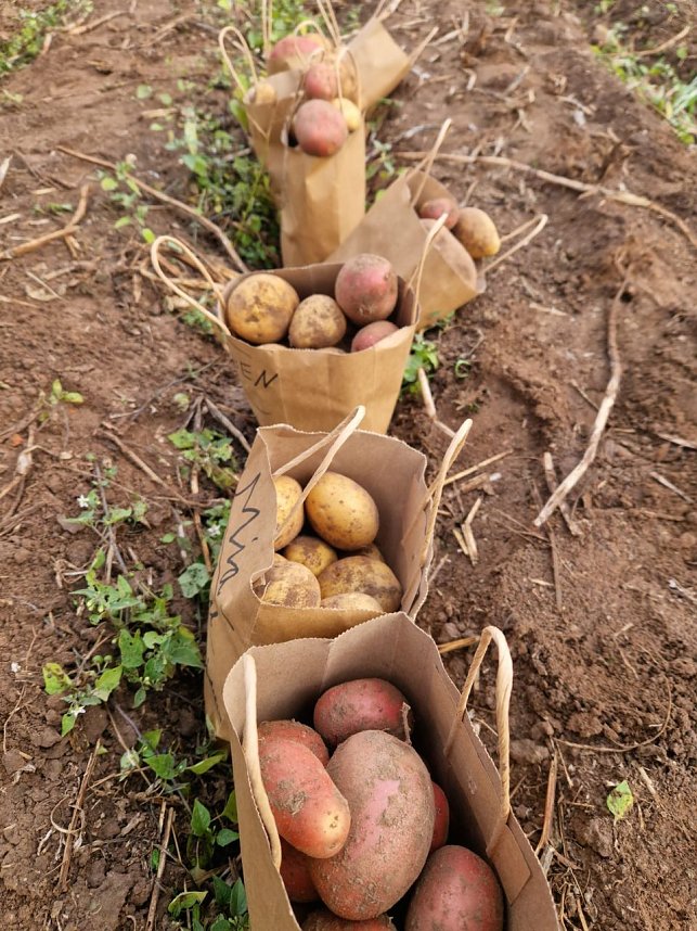 Kartoffelernte der Grundsch&uuml;ler in Werther