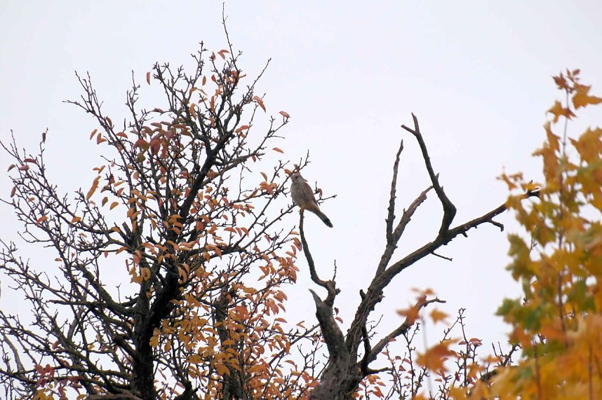 Peter Blei unterwegs in der Windl&uuml;cke
