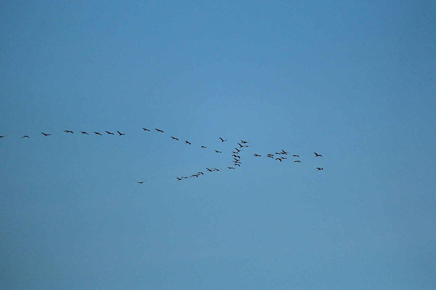 Kraniche &uuml;ber dem S&uuml;dharz