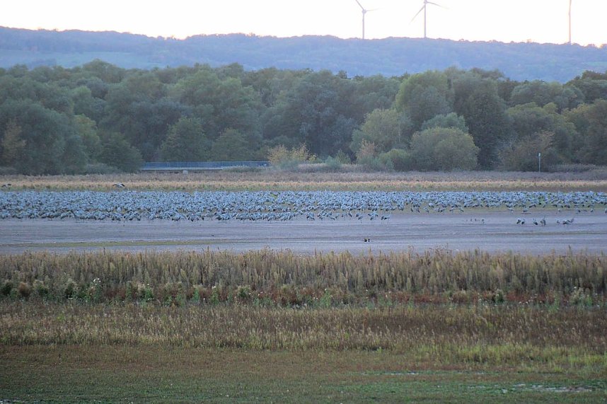 Kraniche &uuml;ber dem S&uuml;dharz