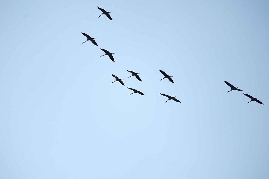 Kraniche &uuml;ber dem S&uuml;dharz