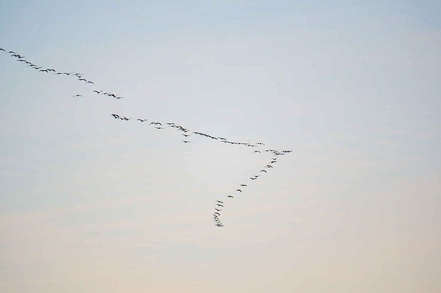 Kraniche &uuml;ber dem S&uuml;dharz