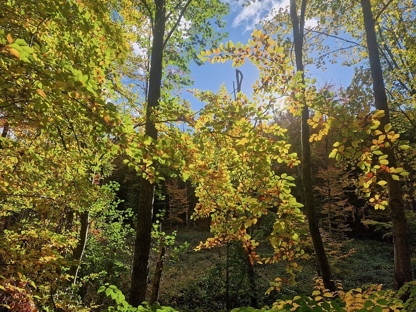 Herbstwanderung im S&uuml;dharz