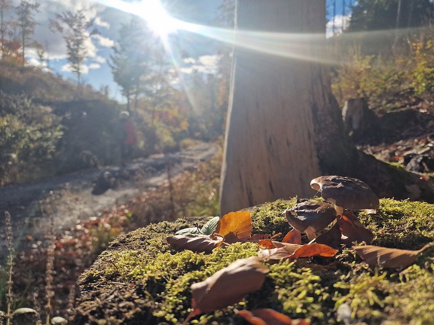 Herbstwanderung im S&uuml;dharz