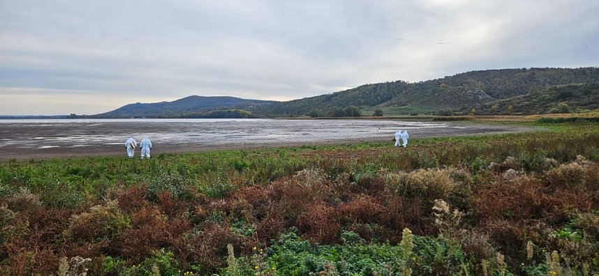 Vogelgrippe jetzt auch im Landkreis Nordhausen