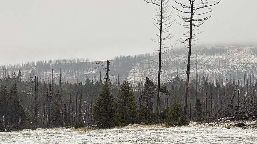 Erste Schneefall im Oberharz
