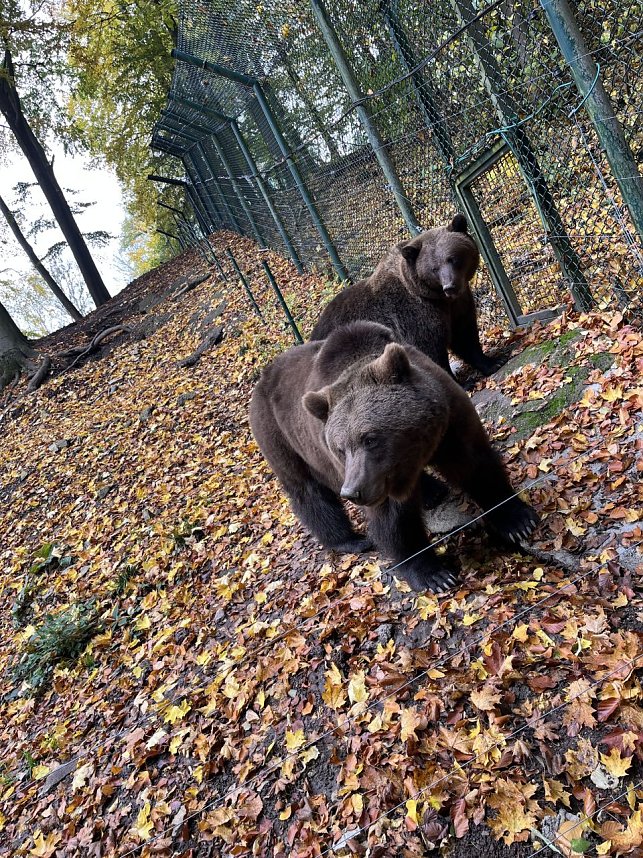 Die 5. Klassen des Humboldt-Gymnasiums waren zu Besuch im B&auml;renpark Worbis
