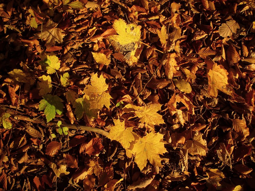 Goldener Herbst im Gehege