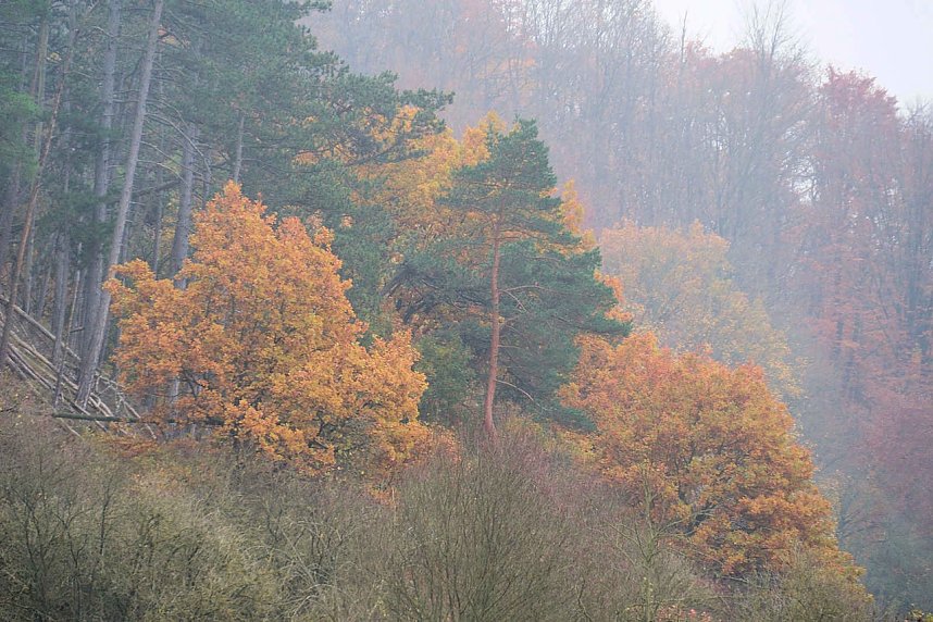 Peter Blei unterwegs im Urwald