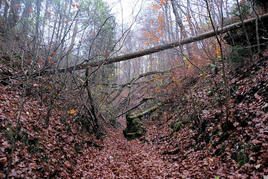 Peter Blei unterwegs im Urwald