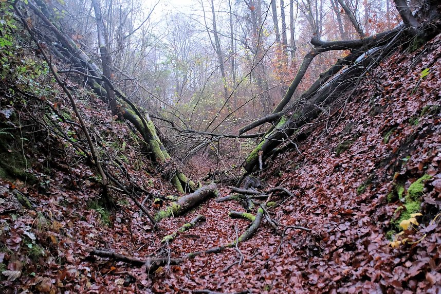 Peter Blei unterwegs im Urwald