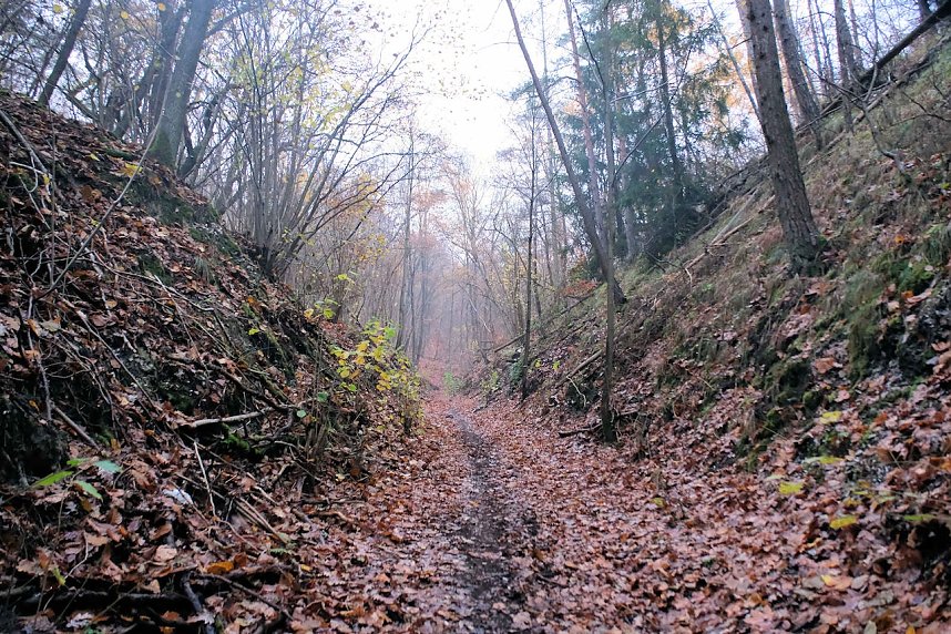 Peter Blei unterwegs im Urwald