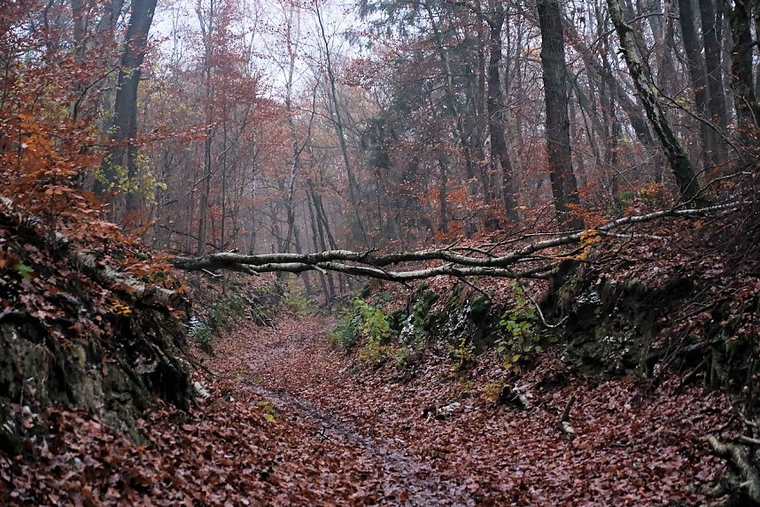 Peter Blei unterwegs im Urwald