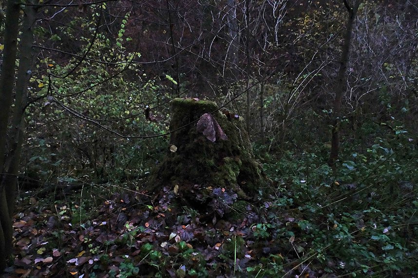 Peter Blei unterwegs im Urwald