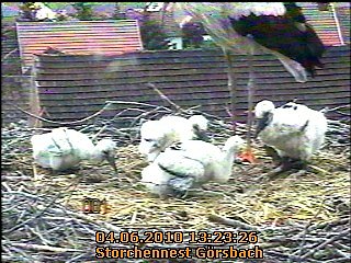 Neues aus dem Storchennest