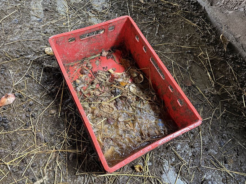 Eine Tierhaltung im Landkreis Nordhausen wurde aufgel&ouml;st.