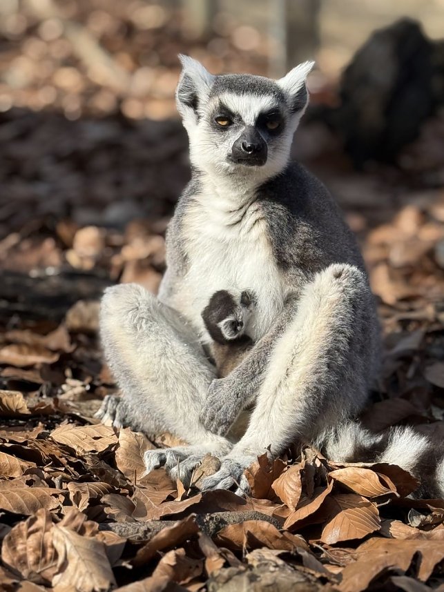 Eine Katta-Mama mit ihrem Baby.