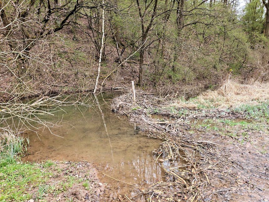 Auf der Suche nach dem Biberdamm